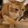 doudou_the_doudou