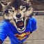 tboihot